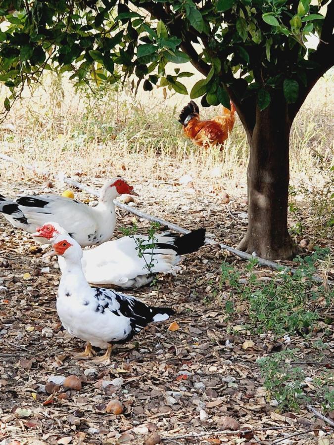 Villa Kavalino Kolymbia Dış mekan fotoğraf